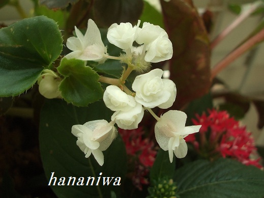 2012_0811トレッサ用寄せ植えとクレマチスの講座とカ0006.JPG