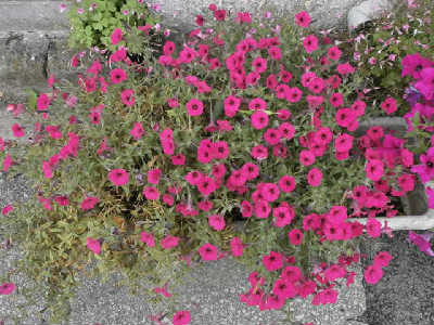 new_P5264071サファニア小.jpeg