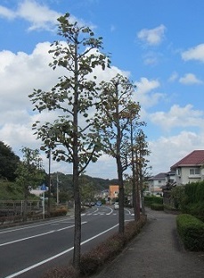 ゆ６坂.jpg
