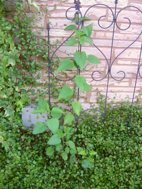 DSC01178-3.JPG