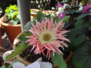 DSC03915.jpg