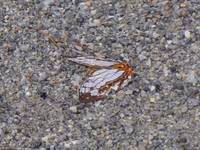 沖縄磯採集2014年9月中旬46　イシガケチョウ（Cyrestis thyodamas）