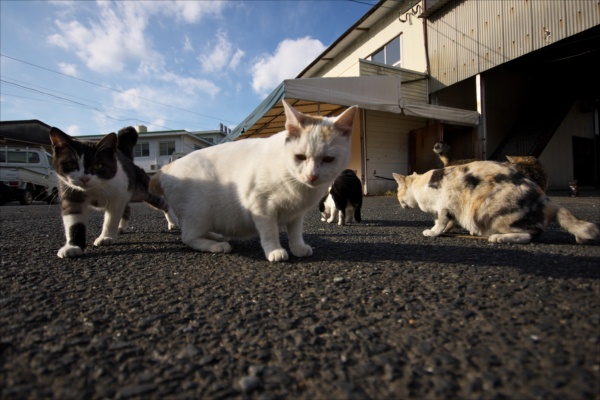12.06：廃業スーパーの猫たちR5.jpg