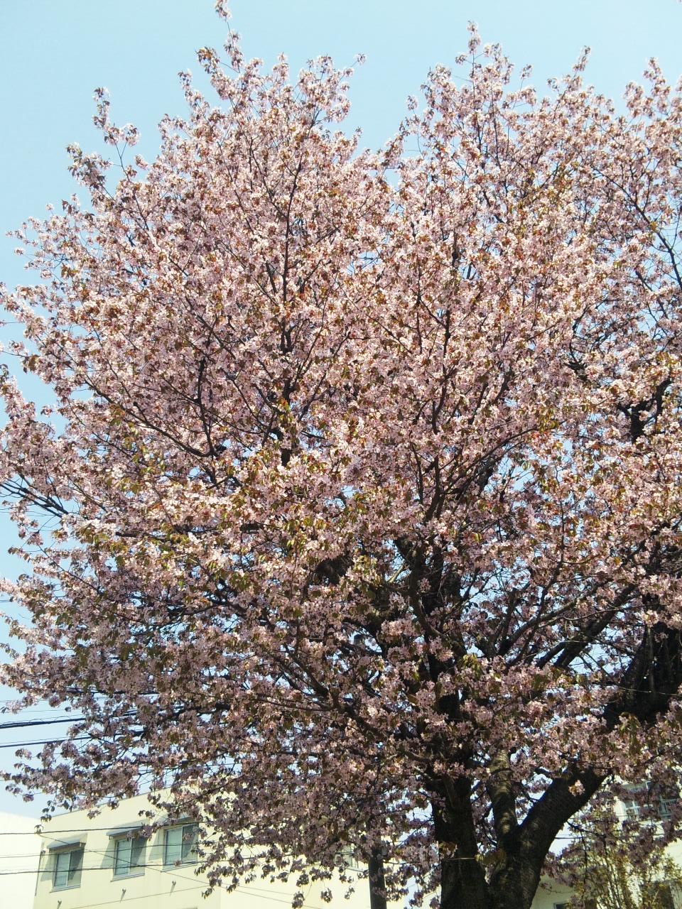 あかしや公園の桜は満開だね♪（*＾ワ＾*）