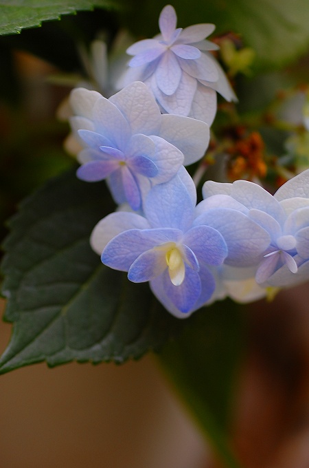 アジサイ　舞孔雀の花