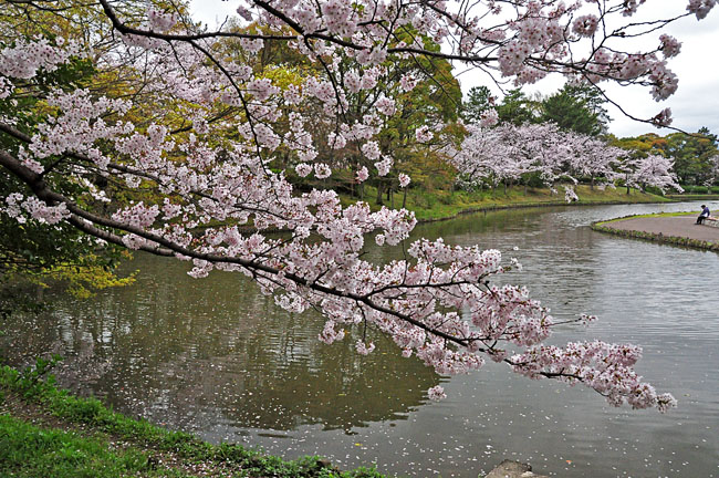 桜１