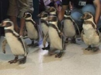 ペンギン散歩.jpg