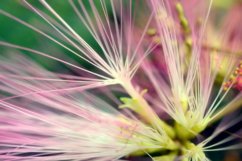 これが頂生花だ