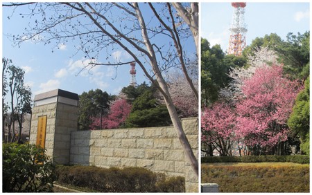 お花見２０１２「中央公園・和光樹林公園・新座緑道」10.jpg