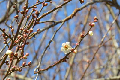 ume