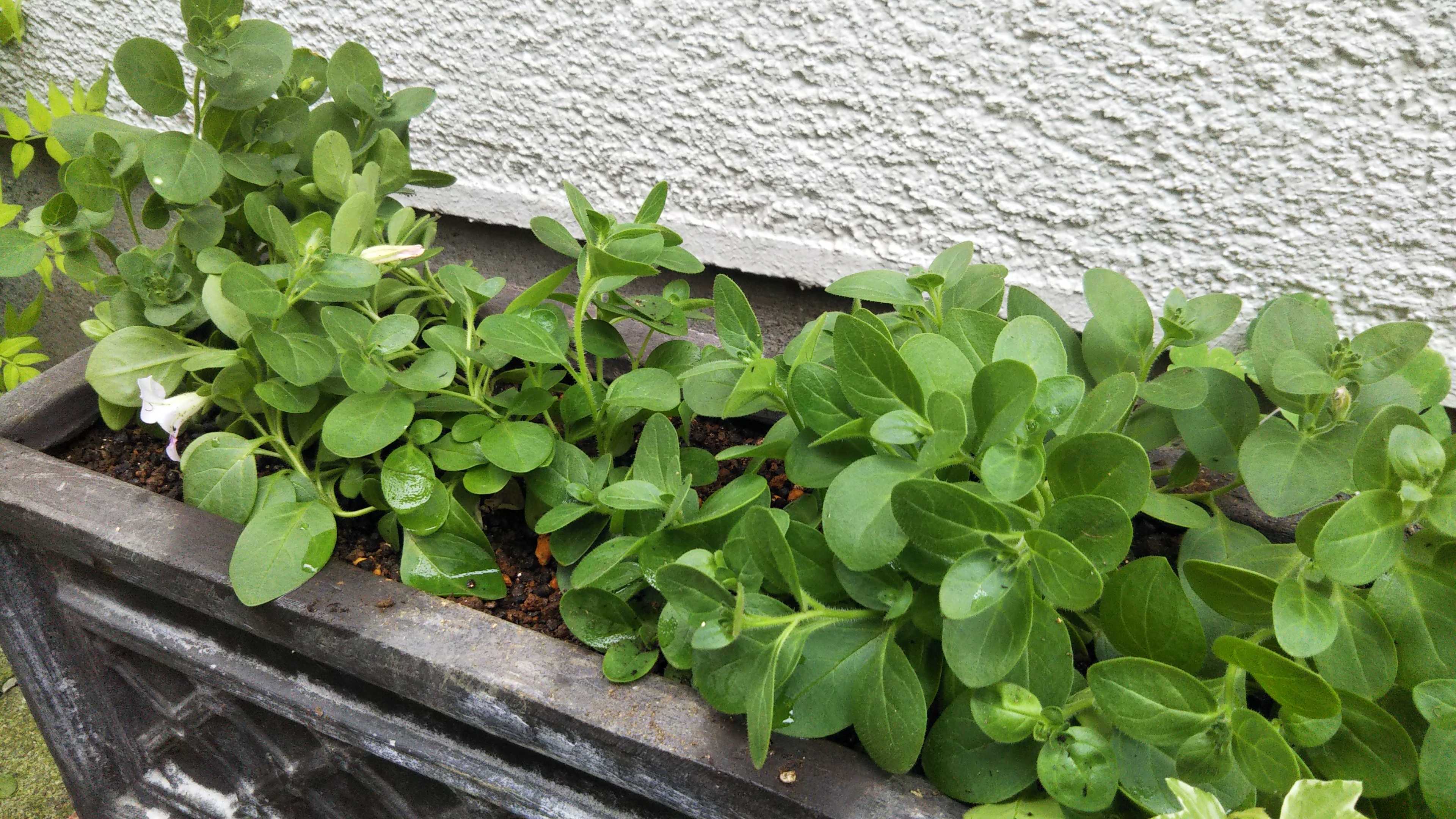 ソフィアの宝石の挿し芽の植え付け クレマチス２度目の切り戻し シェードガーデンと猫 楽天ブログ