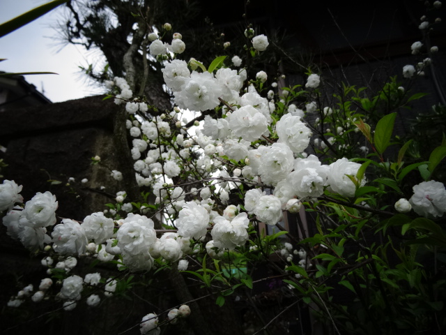 DSC00333.JPG
