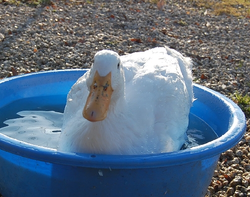 DSC_0099.JPG