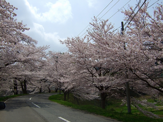 斎川宿の桜並木