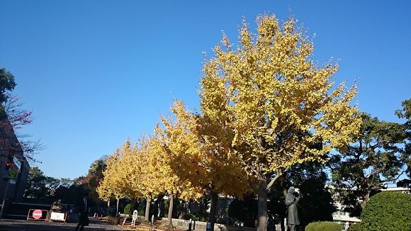 三の丸銀杏並木