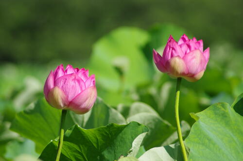 上野不忍池の蓮の花