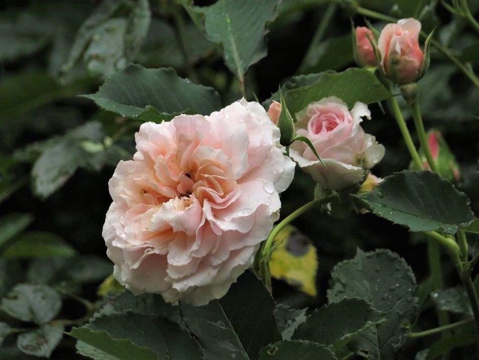 雨の一日 庭の花 バラ フェリシア 大分金太郎の花鳥蝶月 楽天ブログ