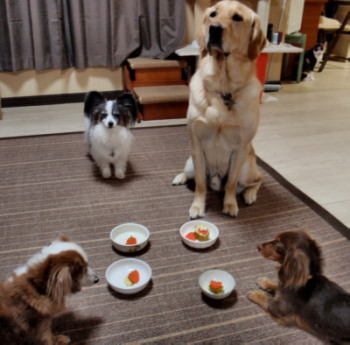 ぐぅ6才4.jpg
