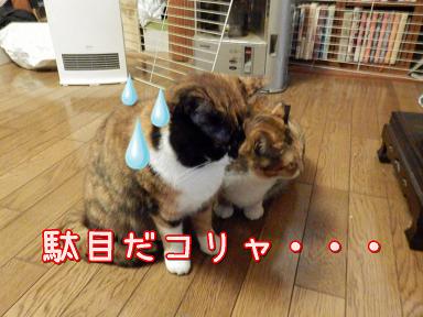 駄目だ.JPG