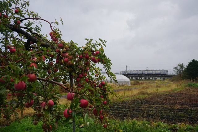 赤いリンゴと 弘南鉄道5