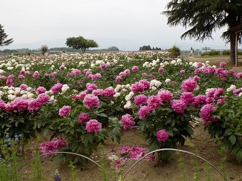 DSCN3816.JPG