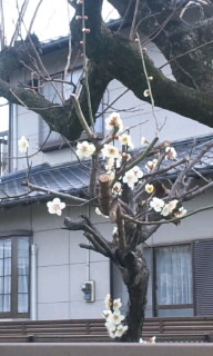 梅１.jpg