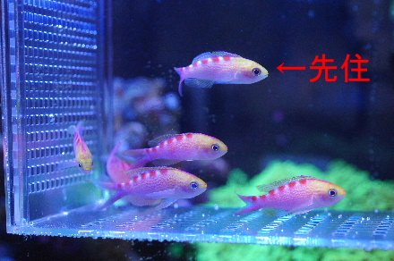 2012_1012ｱｻﾋﾊﾅｺﾞｲ0019-a.JPG