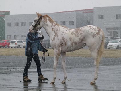 マーブルケーキ馬.jpg