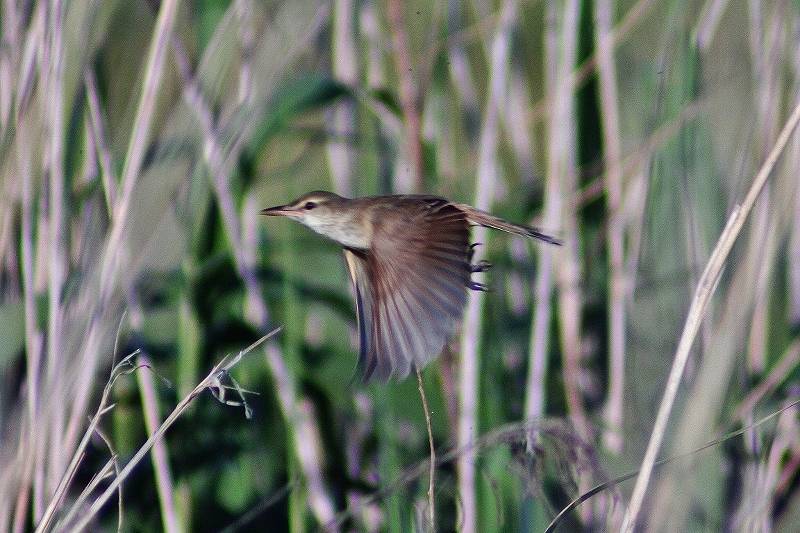 IMG_1742 (800x533).jpg