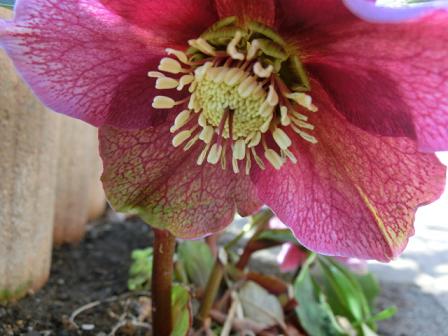 クリスマスローズ