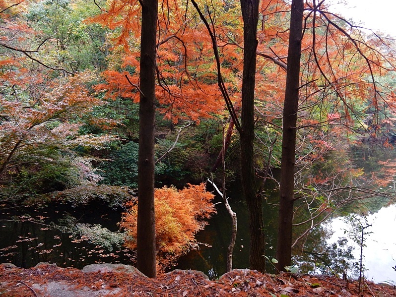 洞川湖畔の紅葉7.JPG