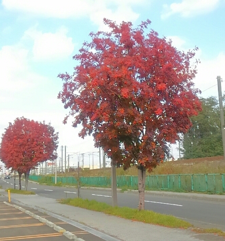 線路沿いの紅葉.jpg