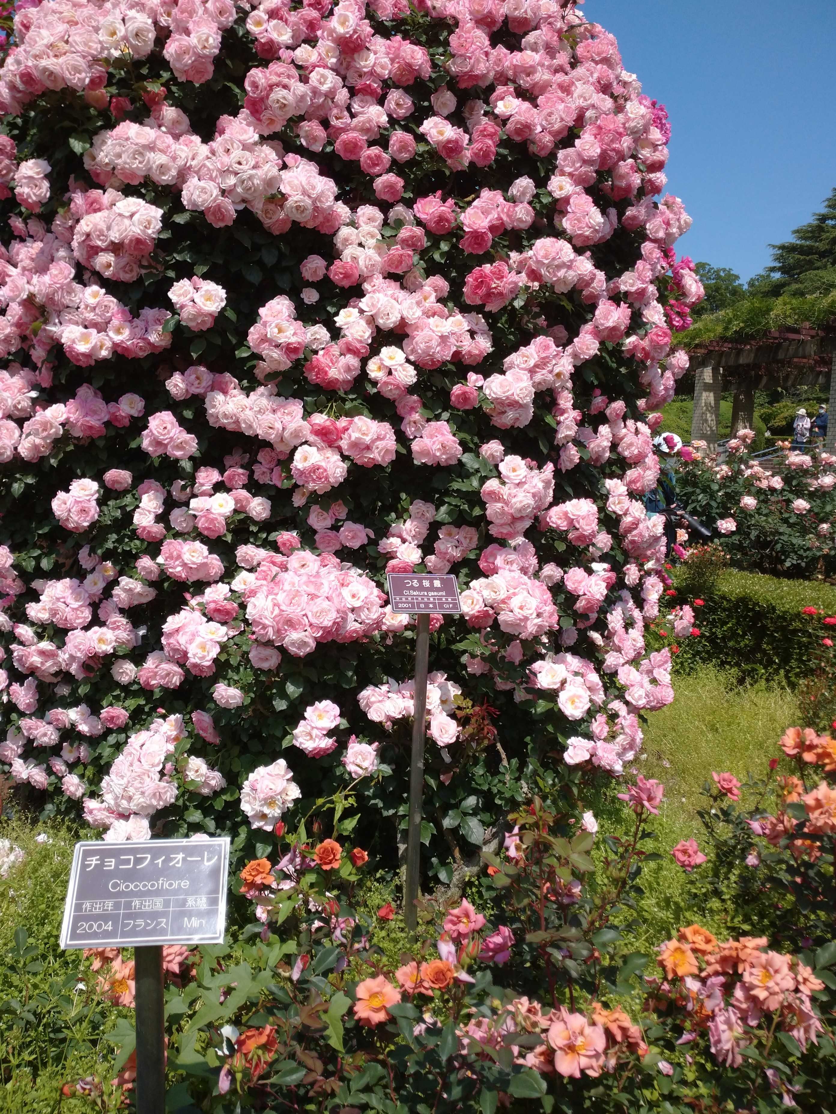 春のバラフェスタ22 神代植物公園 日々のくらし 備忘録 楽天ブログ