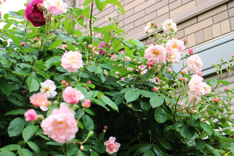 コーネリア バラと可愛い花たち 楽天ブログ