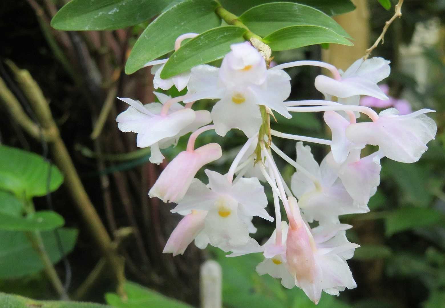 京都府立植物園で見た花 ベルトロニア他 だい のひとりごと 楽天ブログ