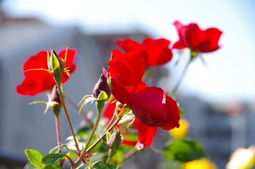 遊歩道のばらの花