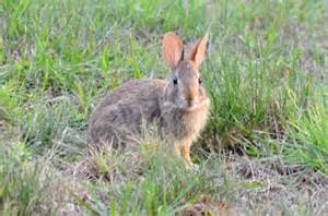 野ウサギ