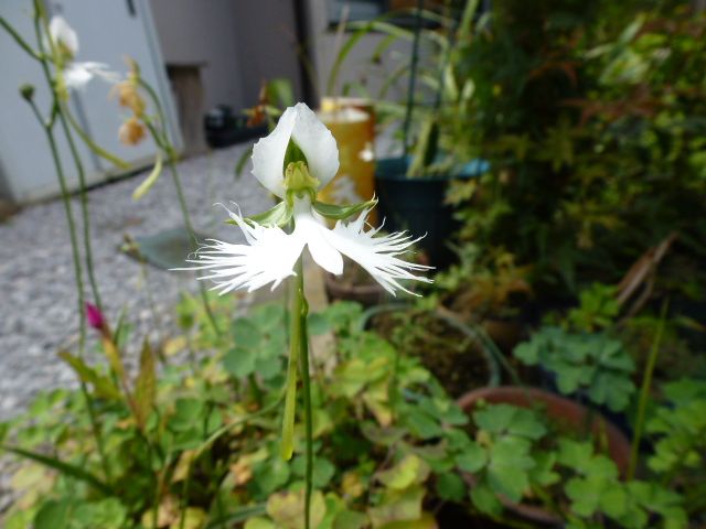 サギ草 玉すだれ ハナトラノオ ピンクと白 コサギ 鳥 写真あり 私の好きな花 楽天ブログ