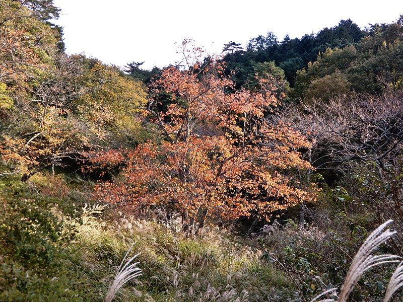 園内路5