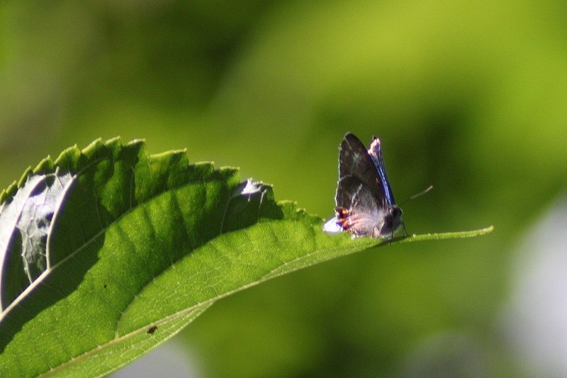 IMG_3174 (800x533).jpg