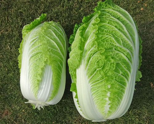 白菜４.jpg