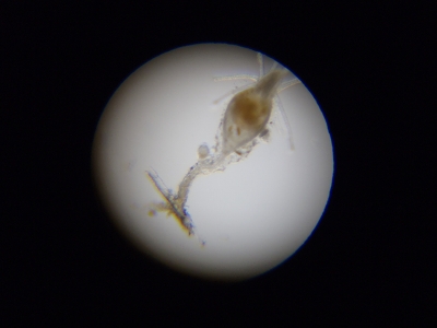 ヒドロ虫綱（Hydrozoa）の種5