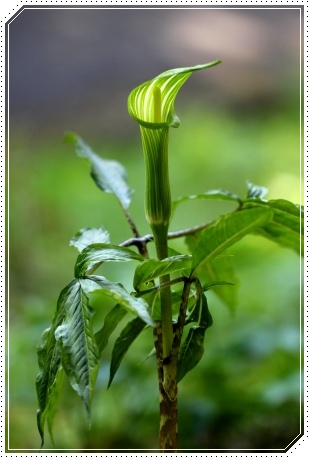 樹木公園-18 マムシグサ 13.4.28