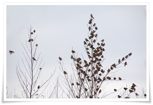 瑞樹団地-6 スズメ-6 16.1.9