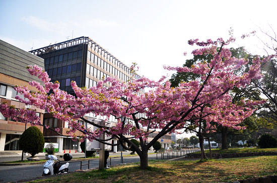 桜2
