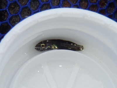 和歌山磯採集2013年9月上旬7　コトヒキ（Terapon jarbua）の稚魚