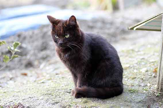 我が家のニャンコ♪2016/2/25-2
