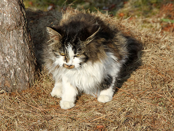 我が家の2015/1/1-2