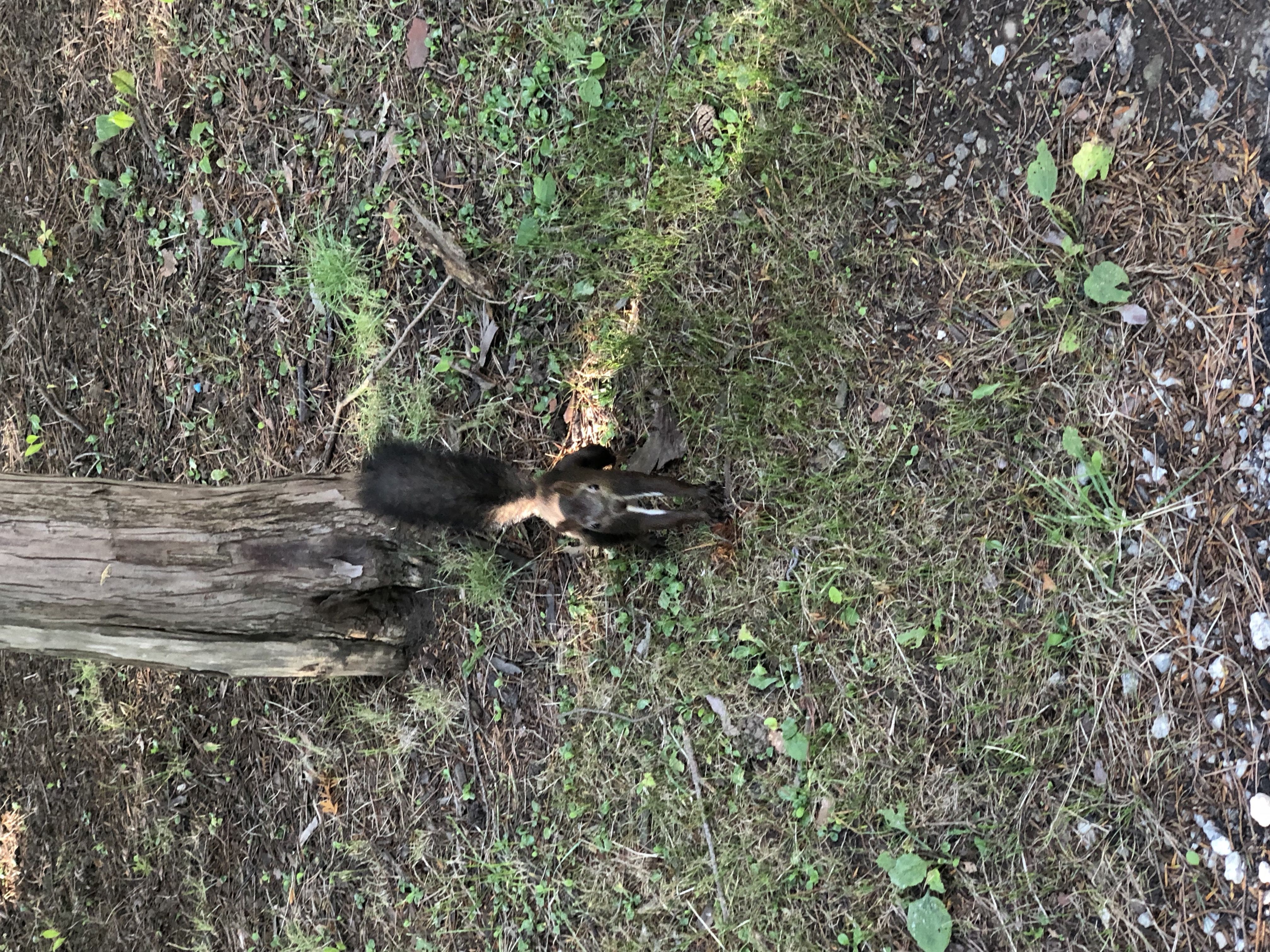 円山公園でリスに遭遇 石渡整骨院へようこそ 楽天ブログ