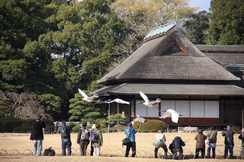 岡山北区 岡山後楽園タンチョウの園内散策 Ⅱ | てっちゃんのフォトだよりでーブログ - 楽天ブログ